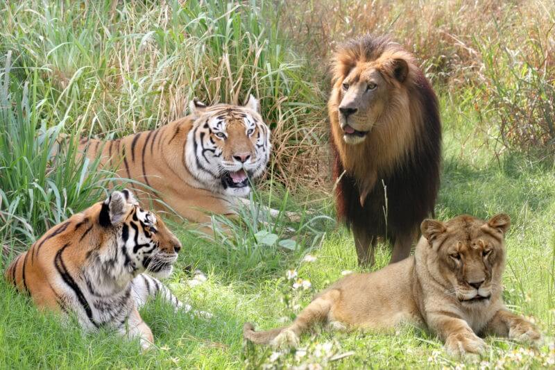 Chargebacks911® Gets Wild With Big Cat Rescue