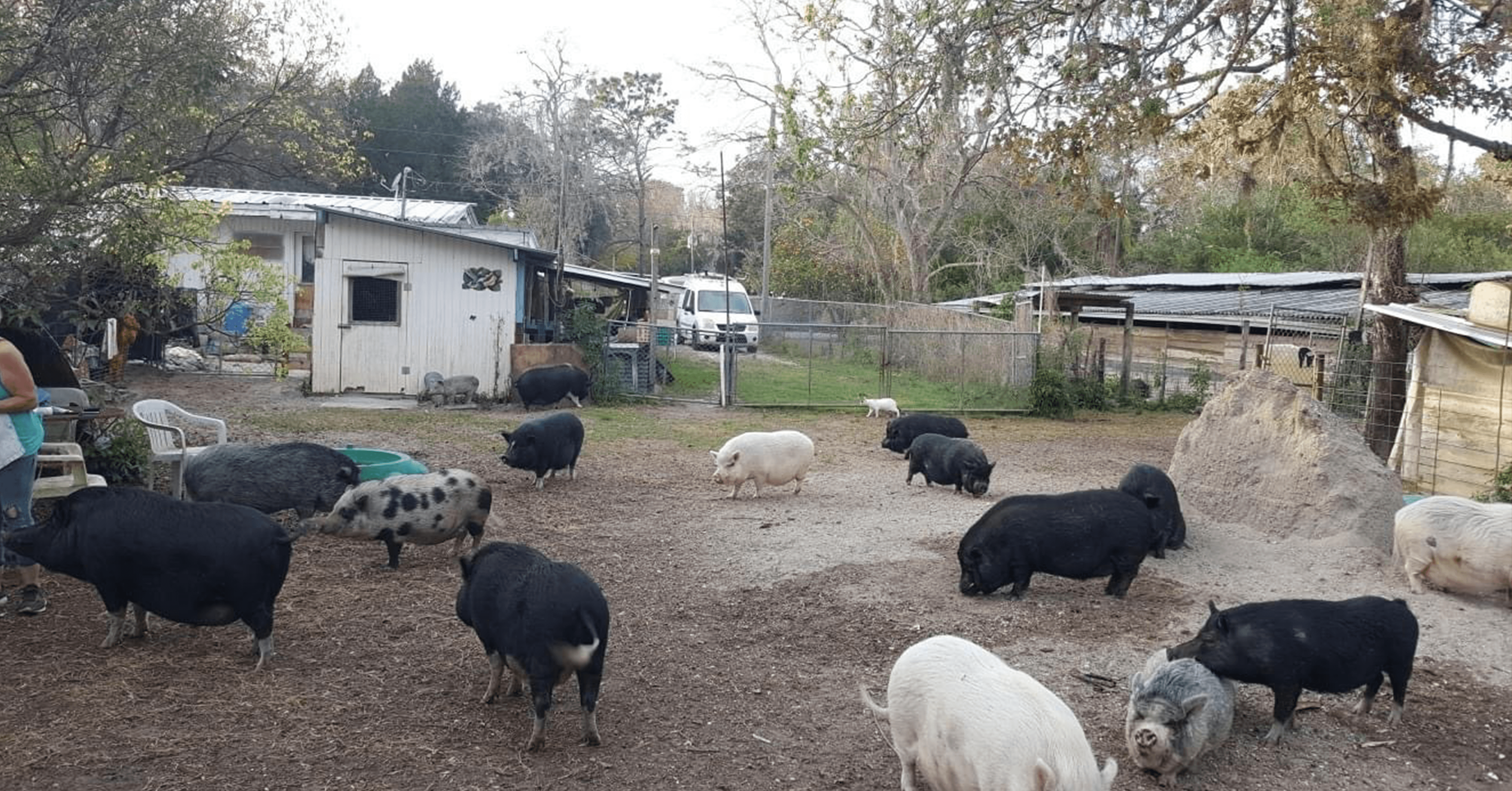 Noah’s Ark Potbelly Pig Sanctuary Inc
